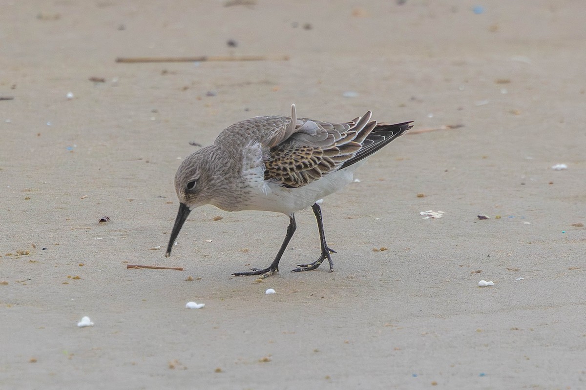 Dunlin - ML646434806