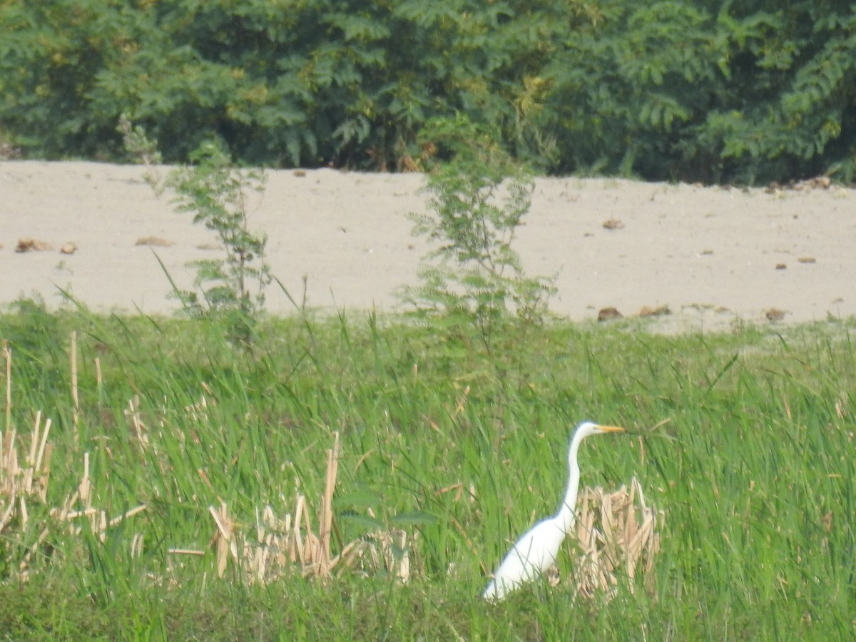 Koartza zuria - ML646434807