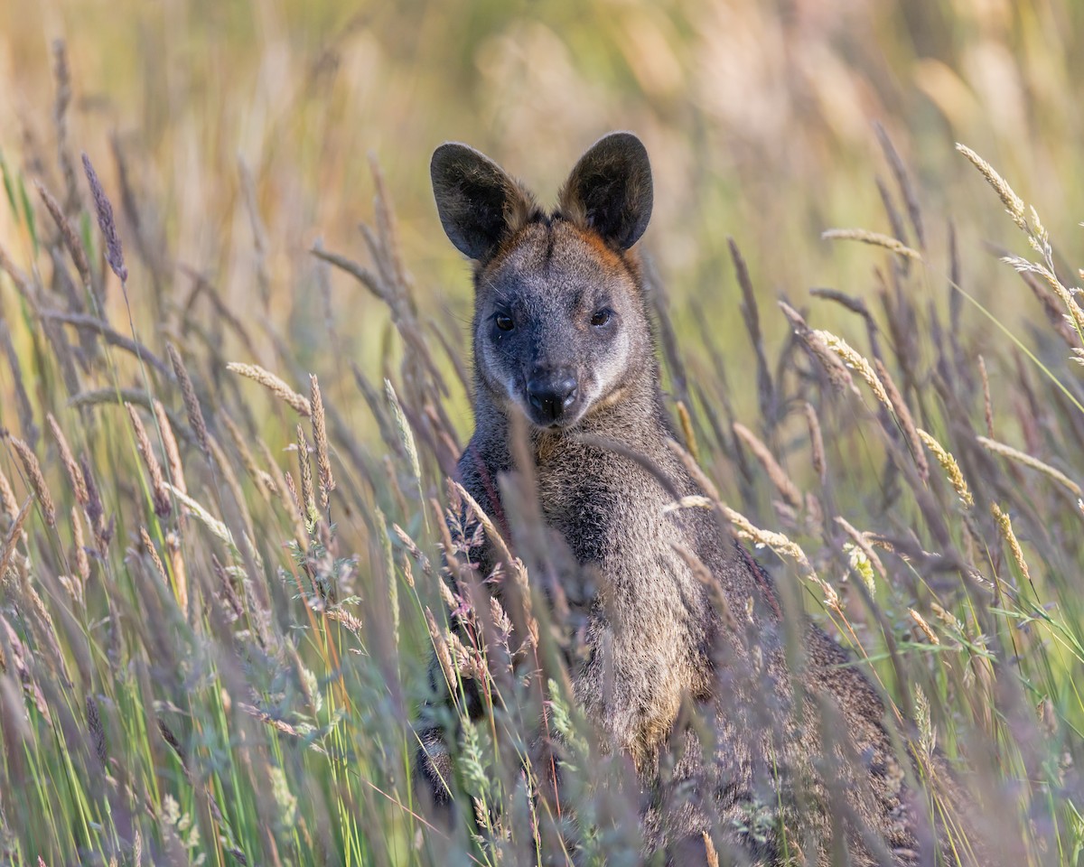 Swamp Wallaby - ML646434812