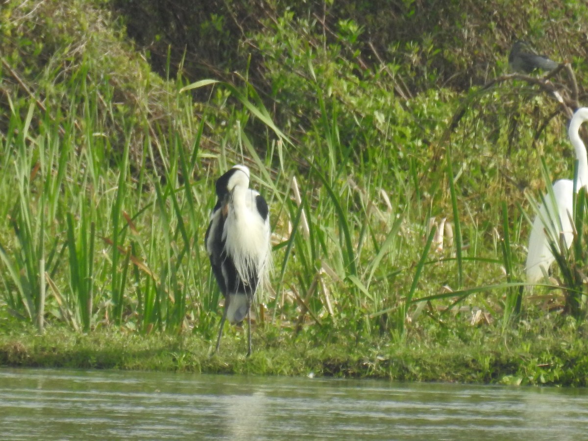 Cocoi Heron - ML646434816