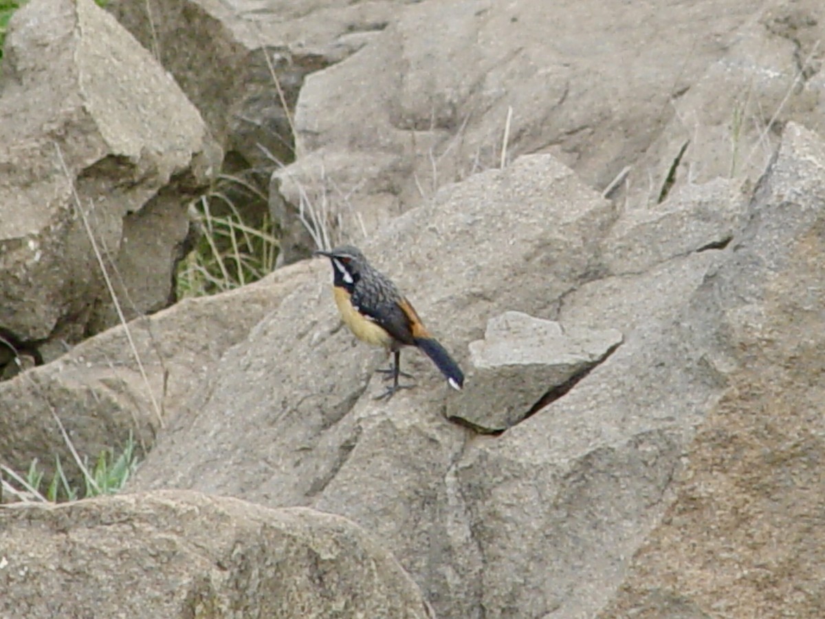 Drakensberg Rockjumper - ML646434821