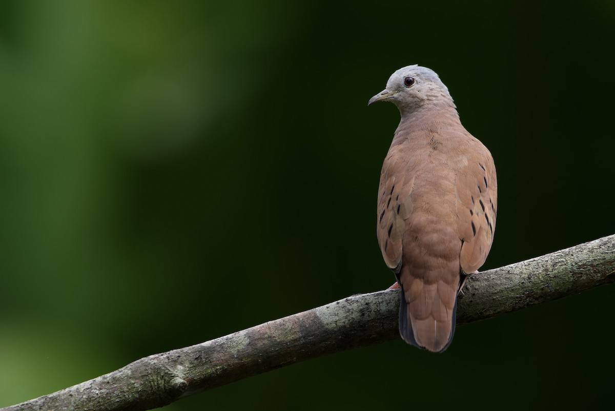 Ruddy Ground Dove - ML646434822