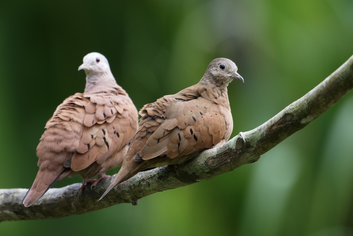 Ruddy Ground Dove - ML646434823