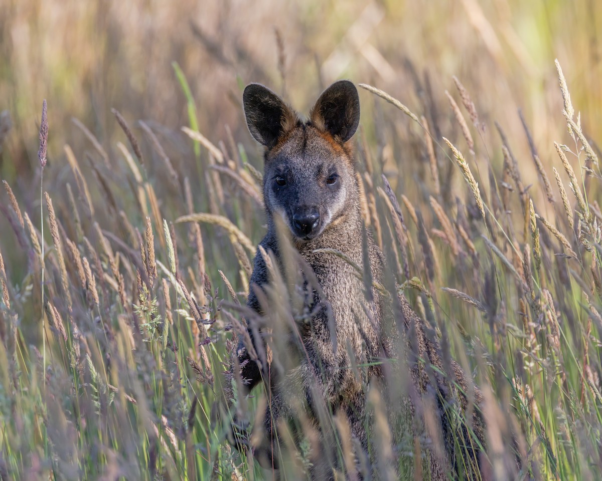 Swamp Wallaby - ML646434824
