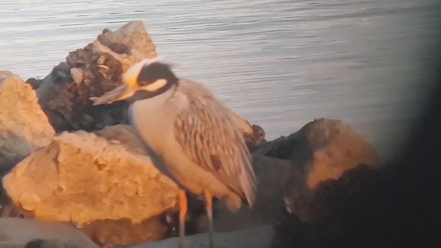 Yellow-crowned Night Heron - ML646434825