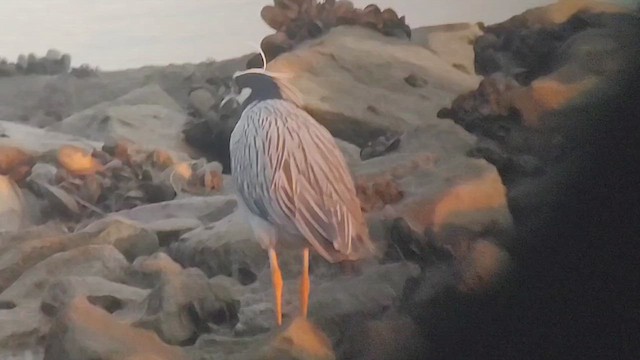 Yellow-crowned Night Heron - ML646434826