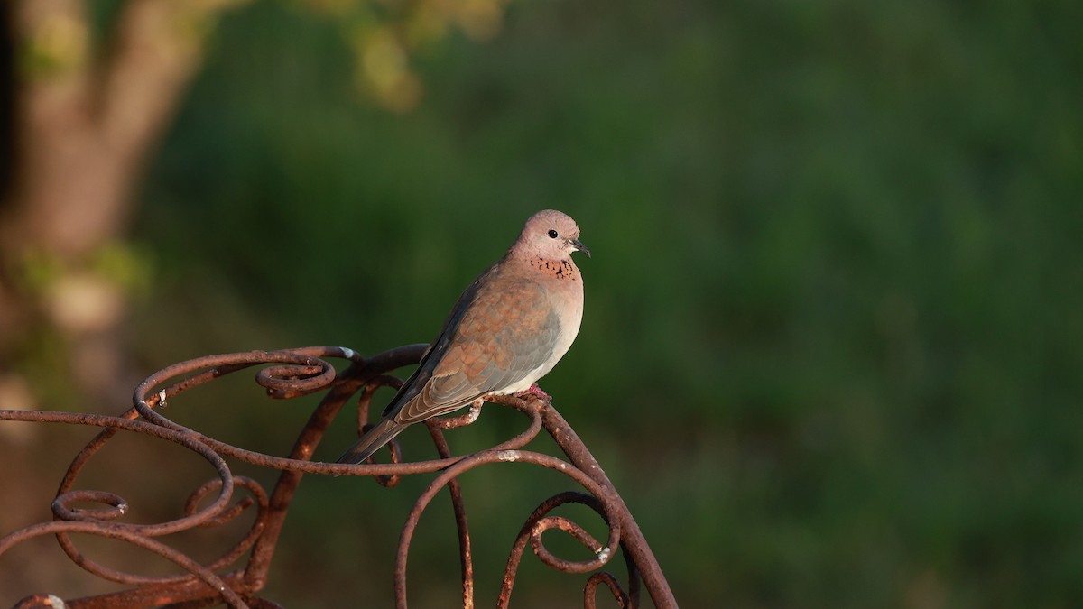 Laughing Dove - ML646434828