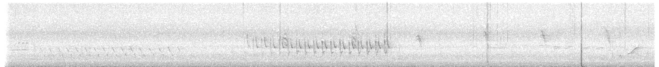 White-winged Triller - ML646434831