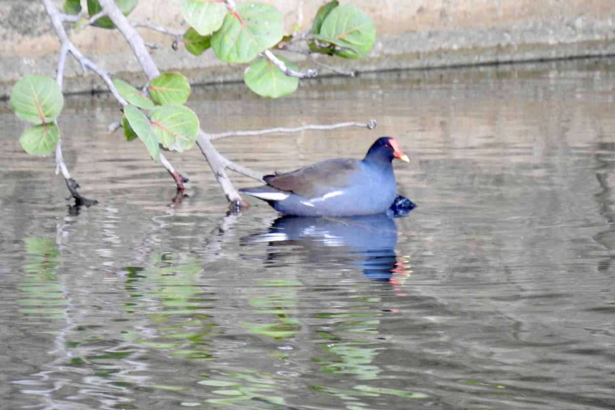 slípka americká - ML646434832