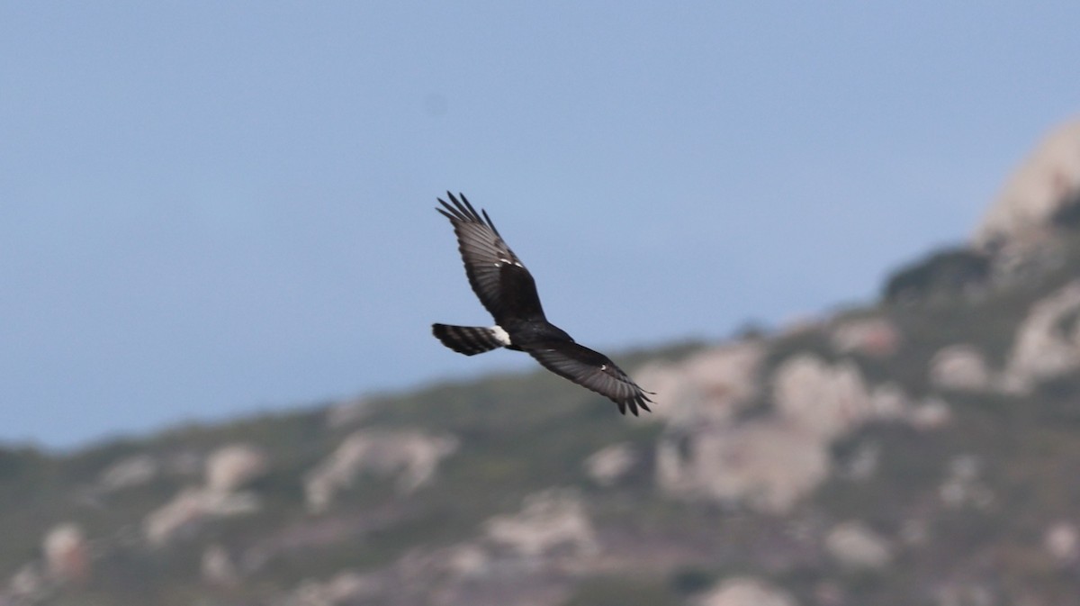 Black Harrier - ML646434833