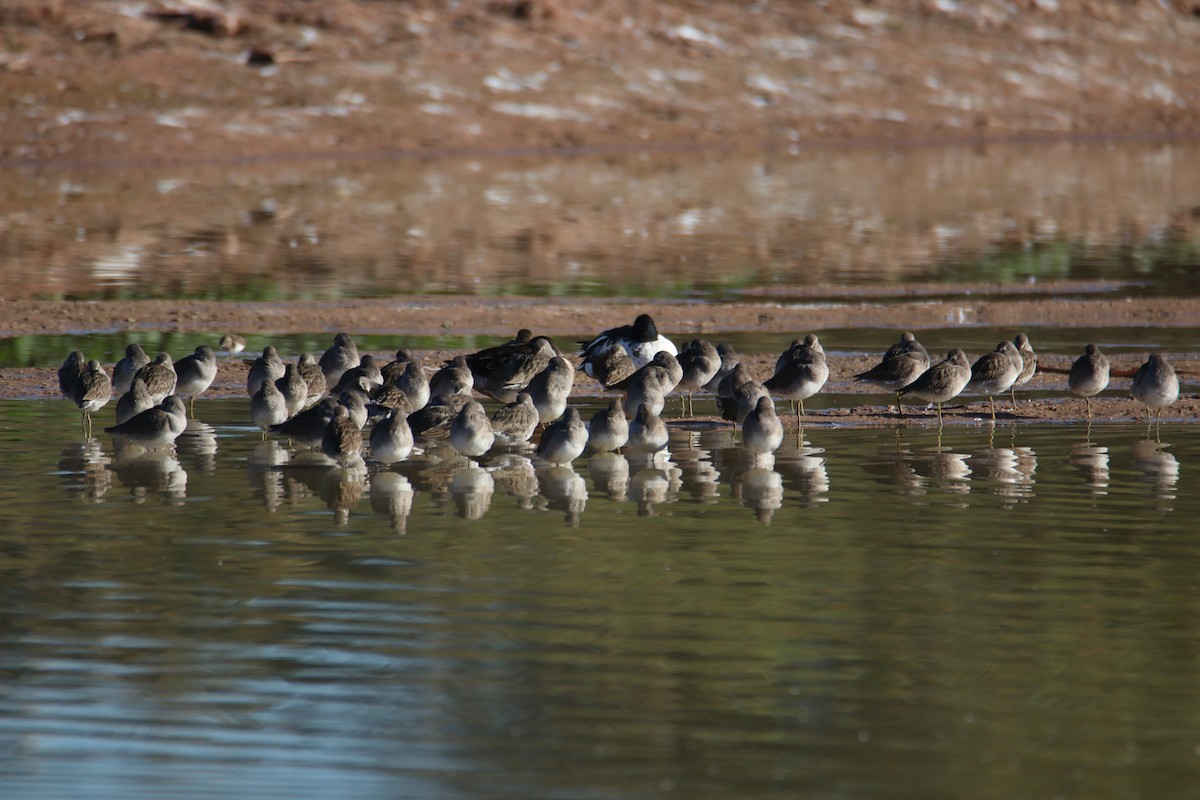 長嘴半蹼鷸 - ML646434834