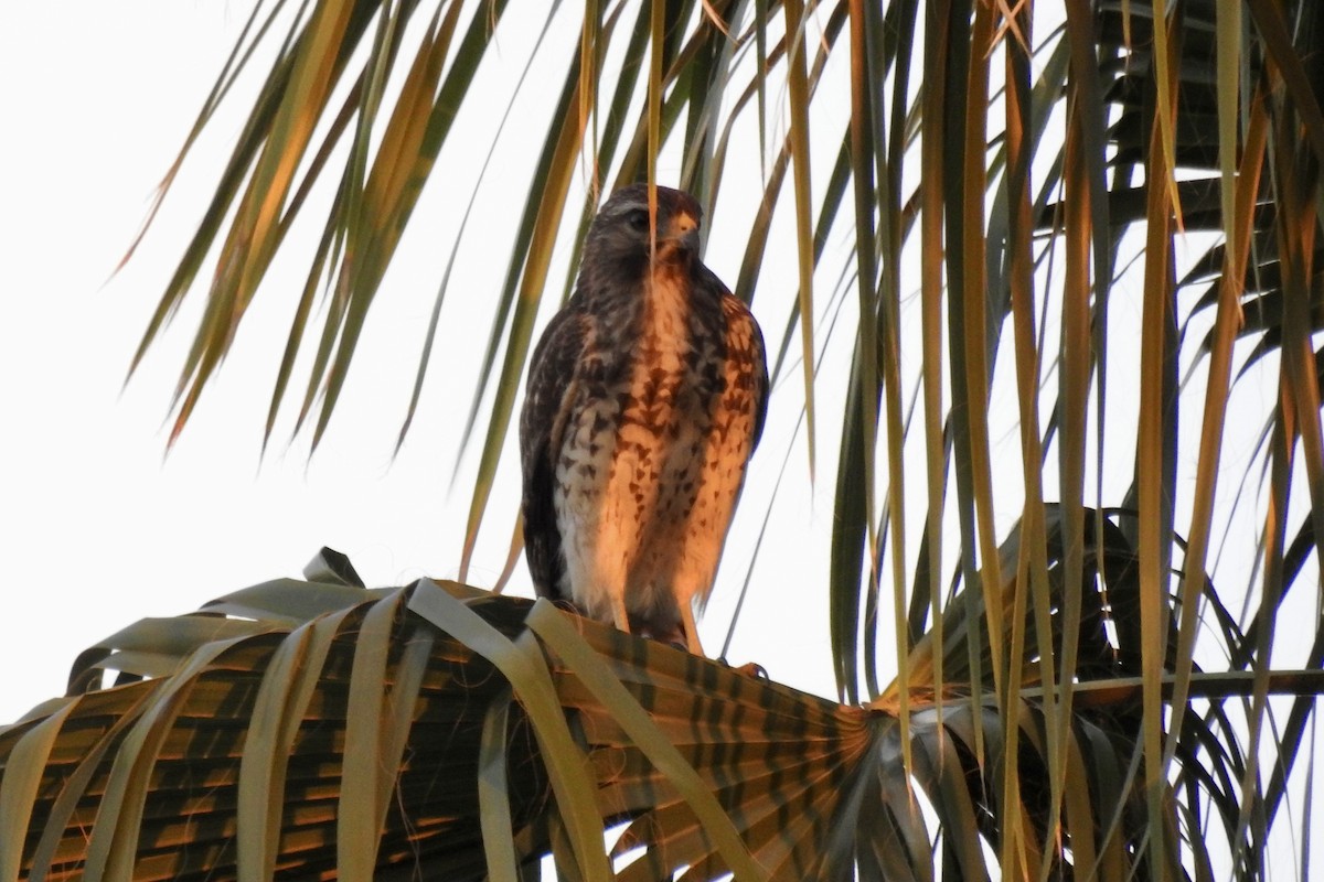 káně širokokřídlá - ML646434837