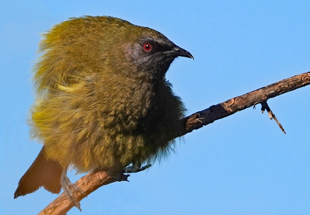 Макомако новозеландський - ML646434838