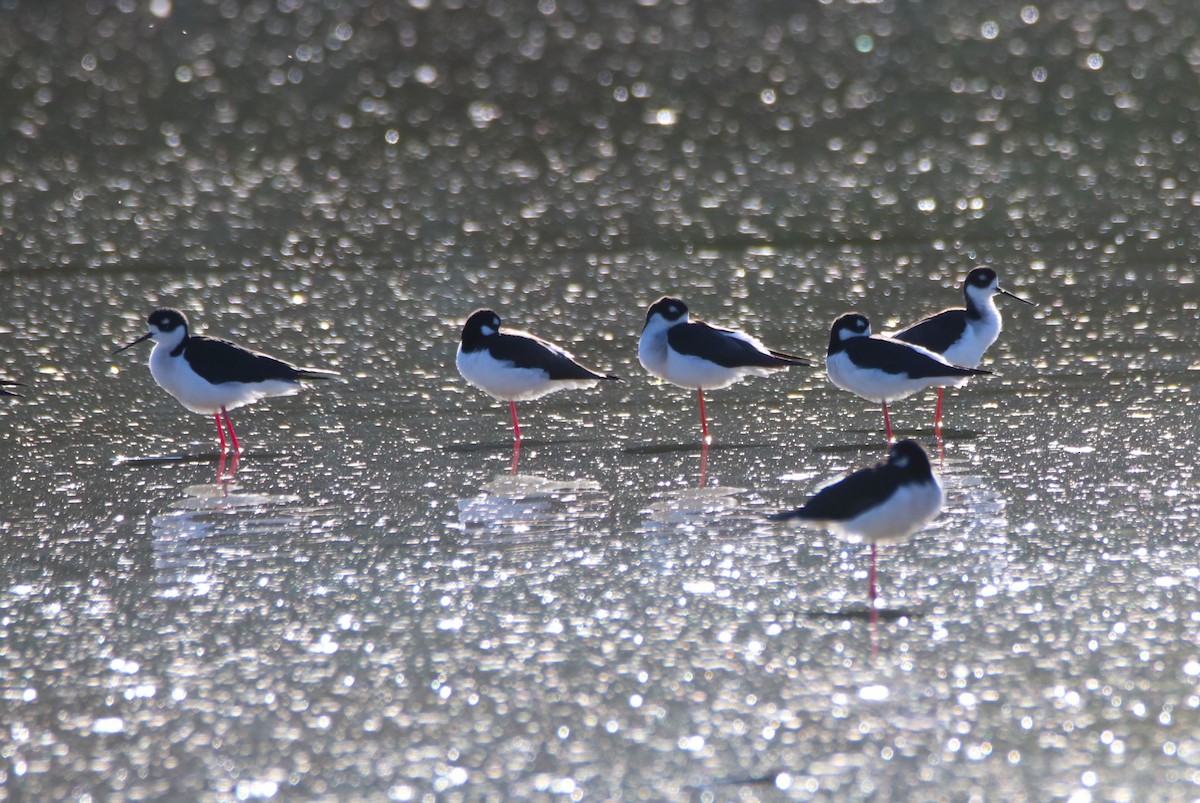 Black-necked Stilt - ML646434839