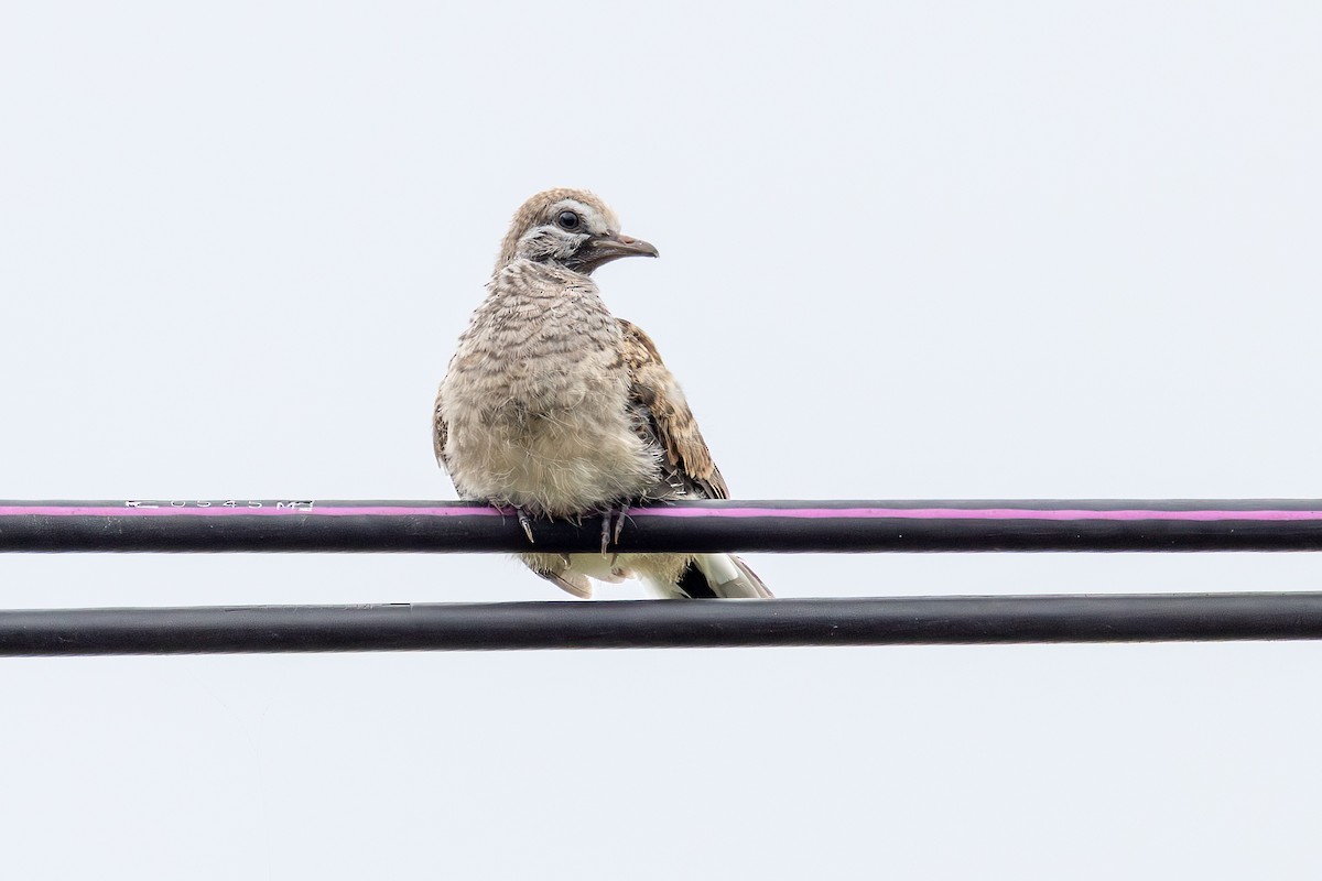 Zebra Dove - ML646434840