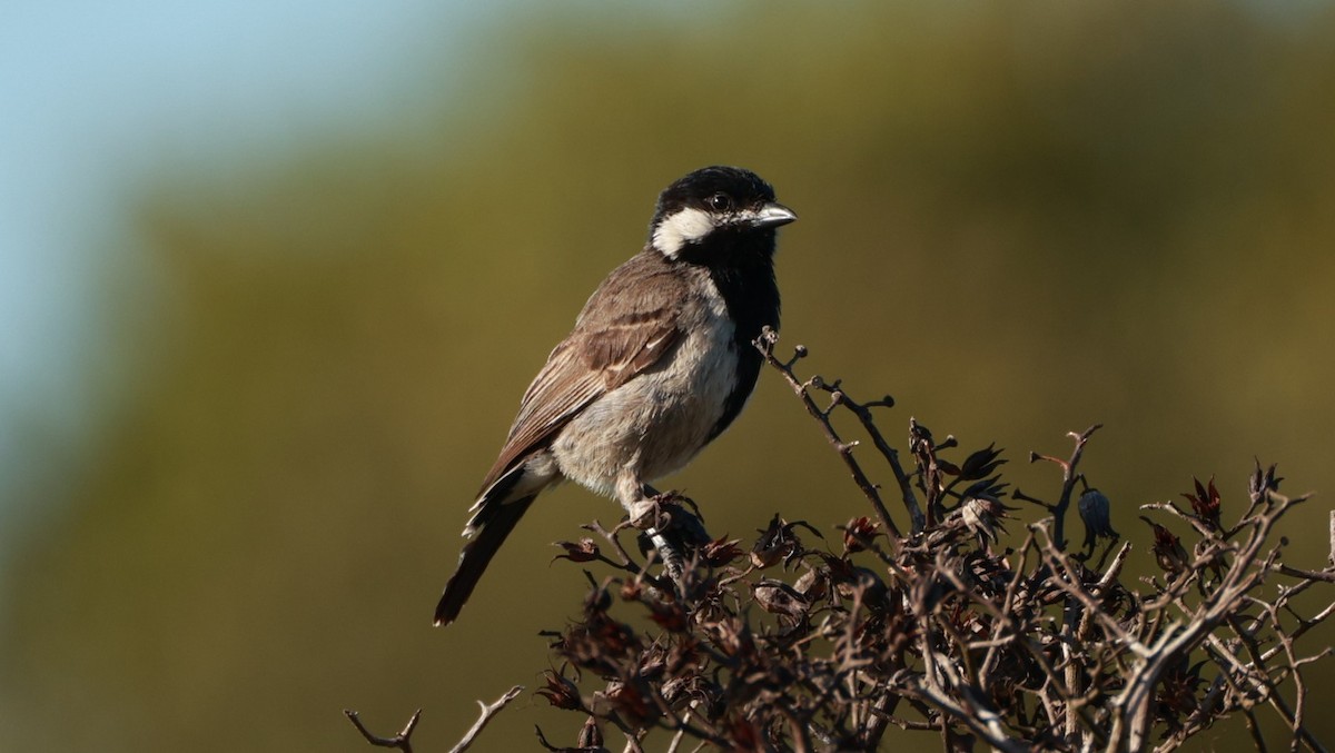 Gray Tit - ML646434841