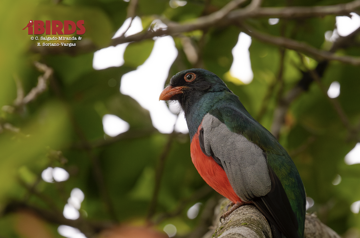 trogon kvokavý - ML646434843
