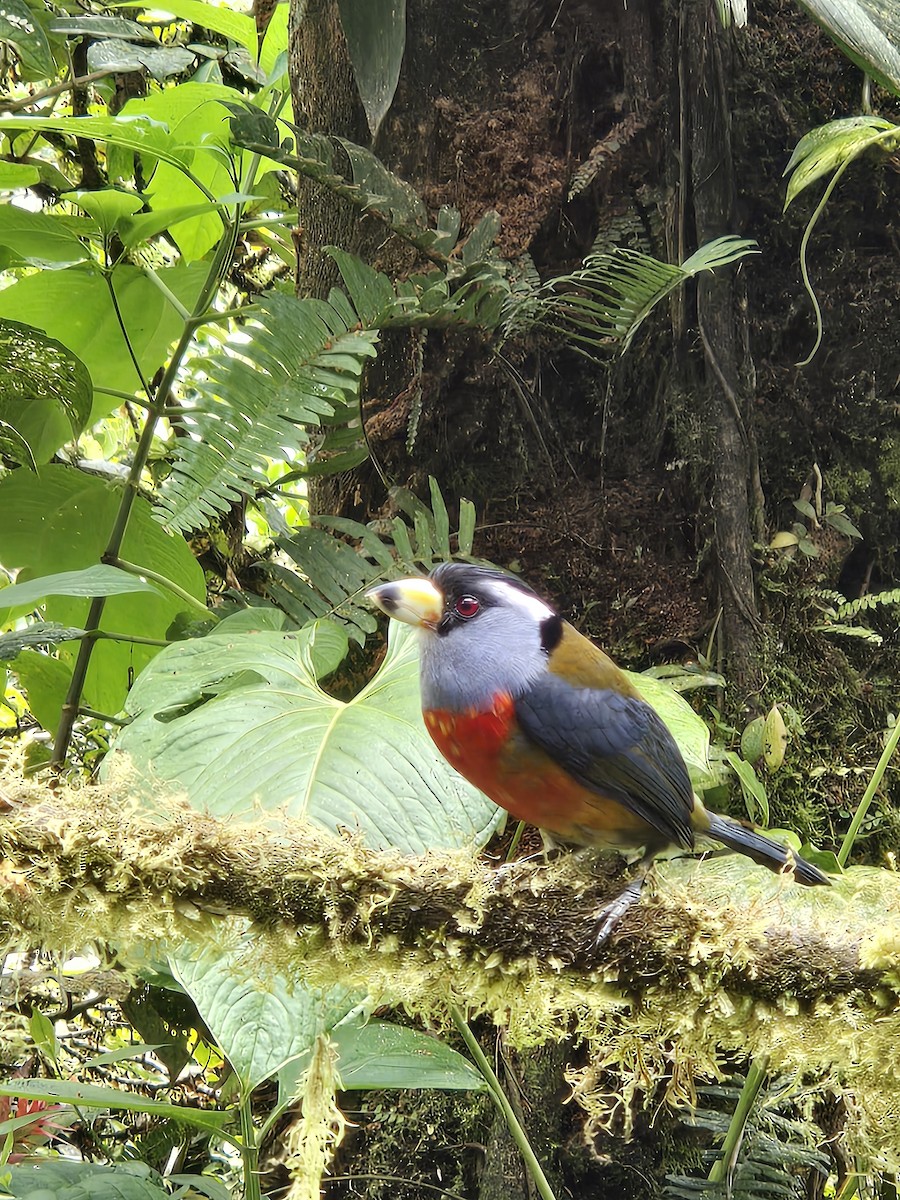 Toucan Barbet - ML646434844