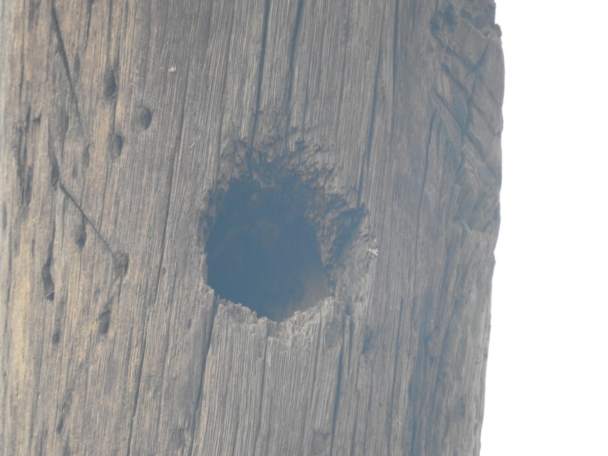 White-fronted Woodpecker - ML646434846