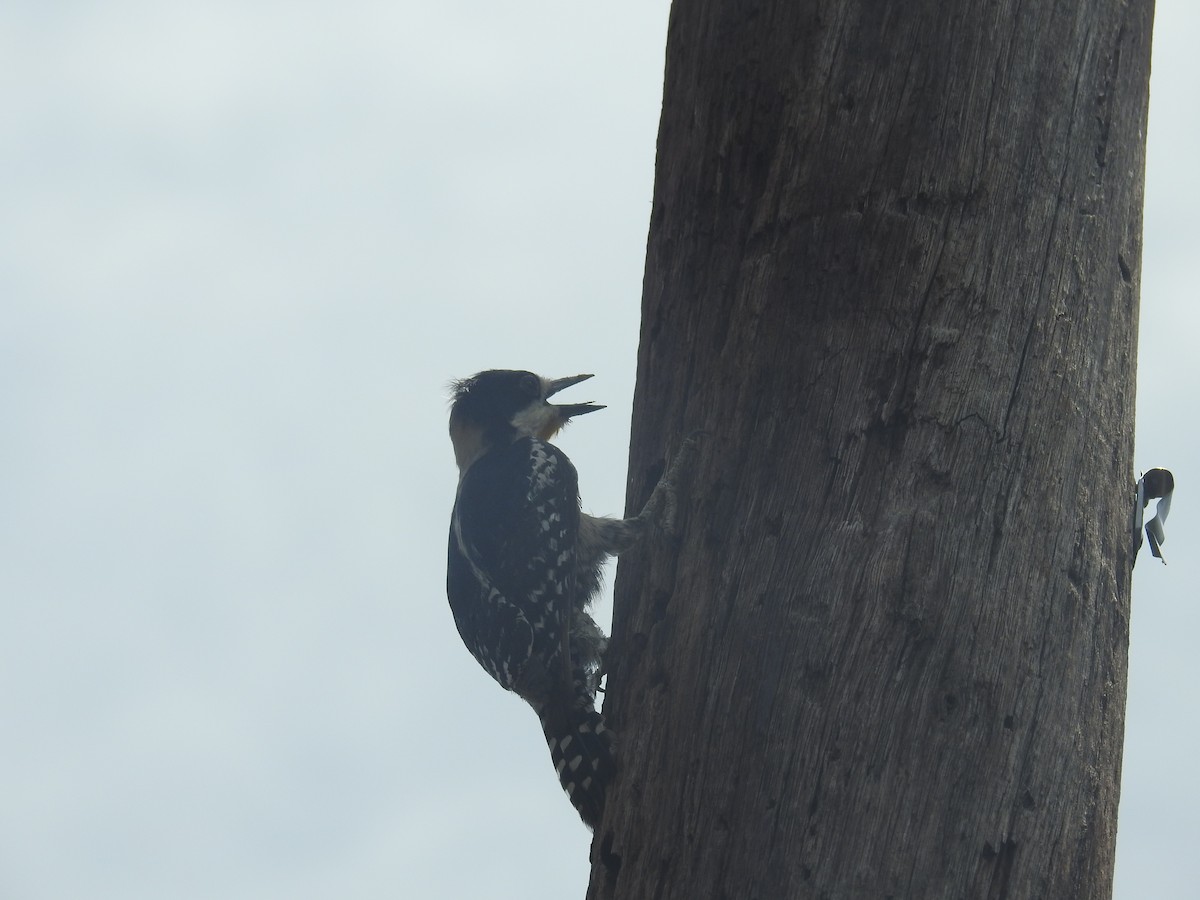 White-fronted Woodpecker - ML646434847