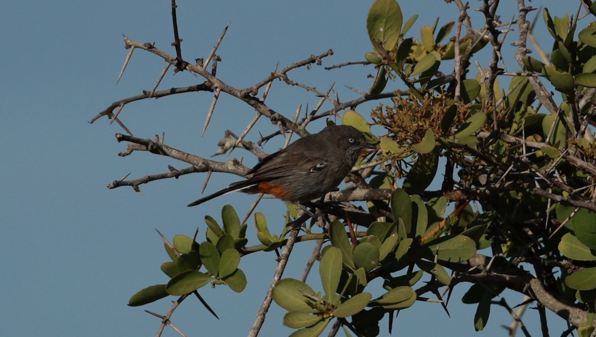 Chestnut-vented Warbler - ML646434848