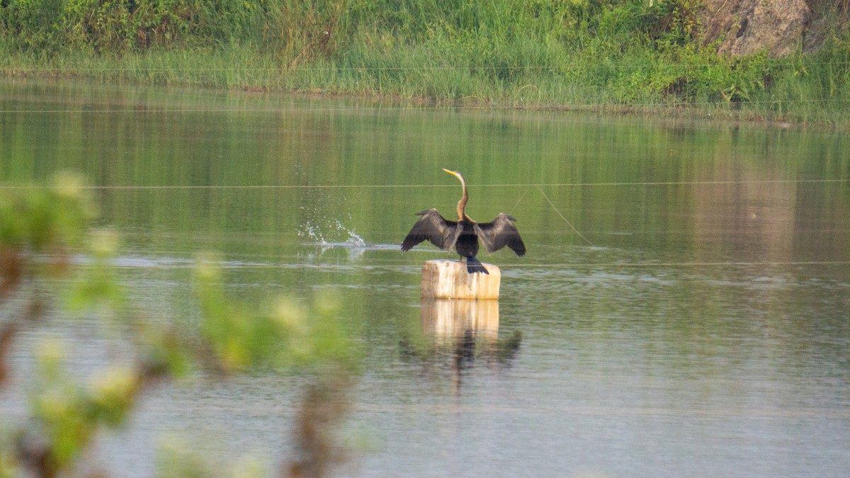 Oriental Darter - ML646434850