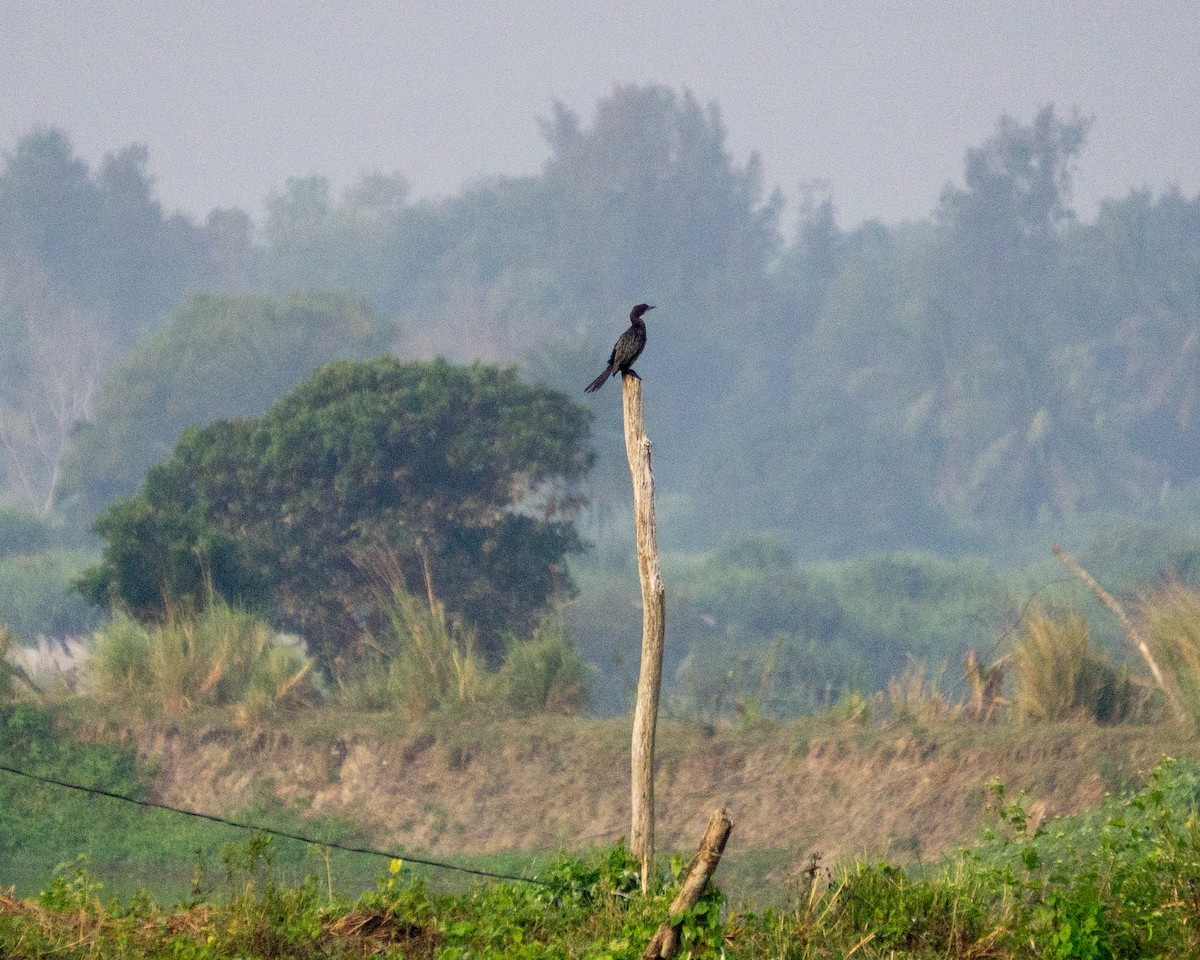 Little Cormorant - ML646434851
