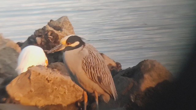 Yellow-crowned Night Heron - ML646434853