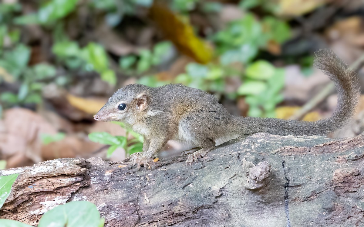 Indonesian Mountain Weasel - ML646434854