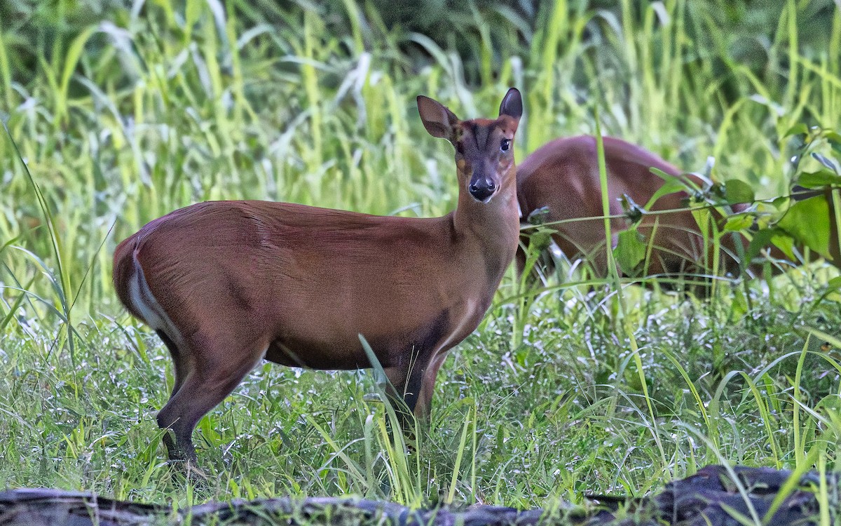 Axis Deer - ML646434855