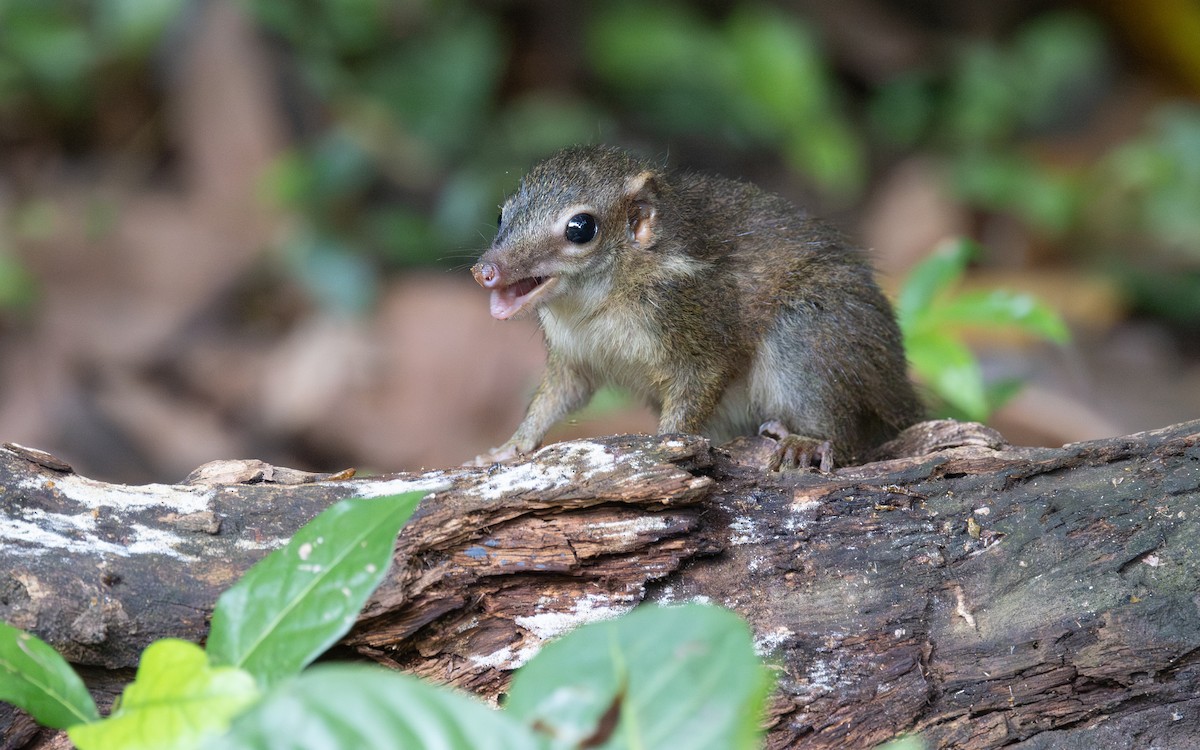 Indonesian Mountain Weasel - ML646434856