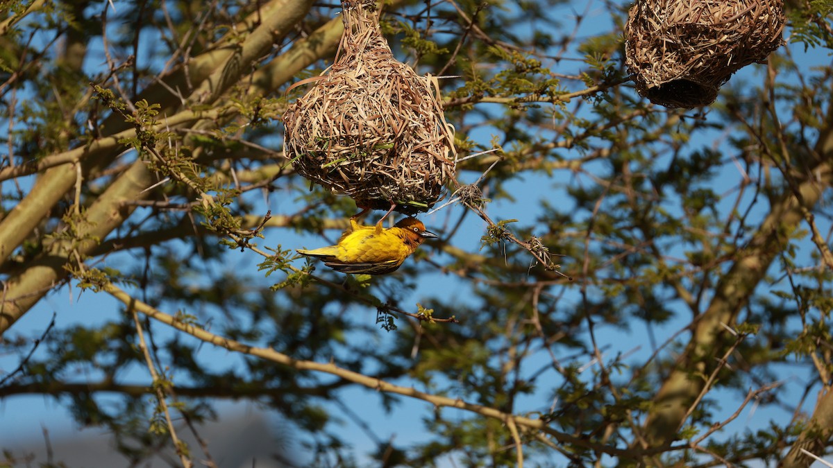 Cape Weaver - ML646434857