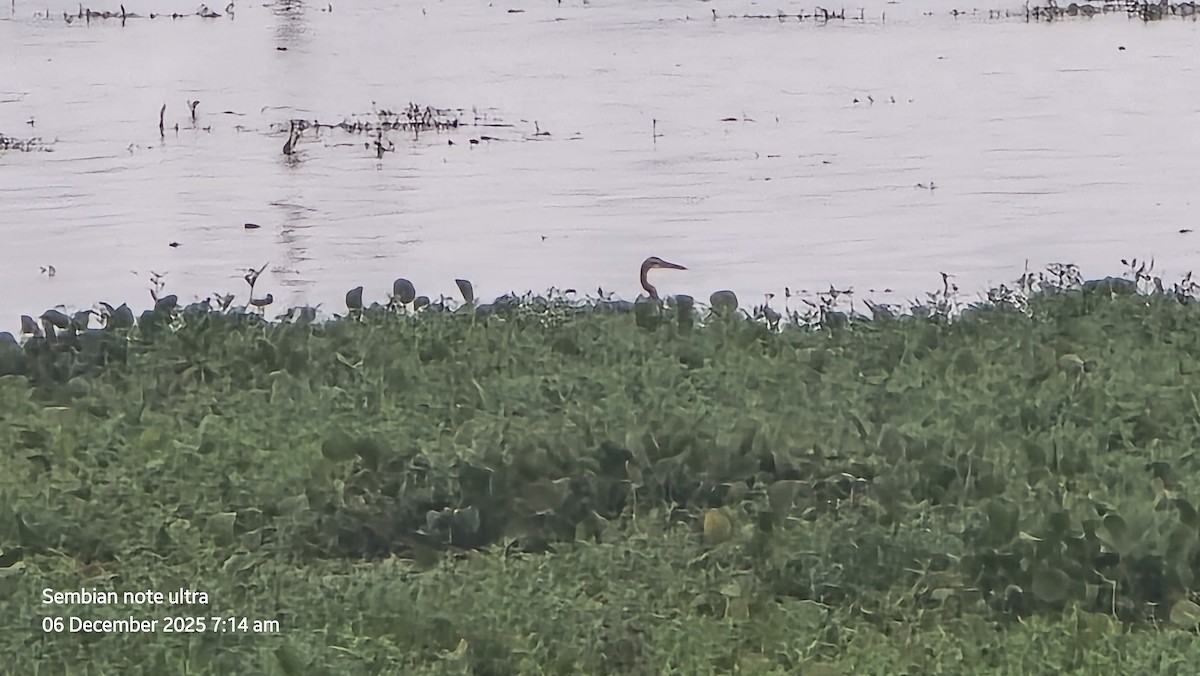 Purple Heron - ML646434858