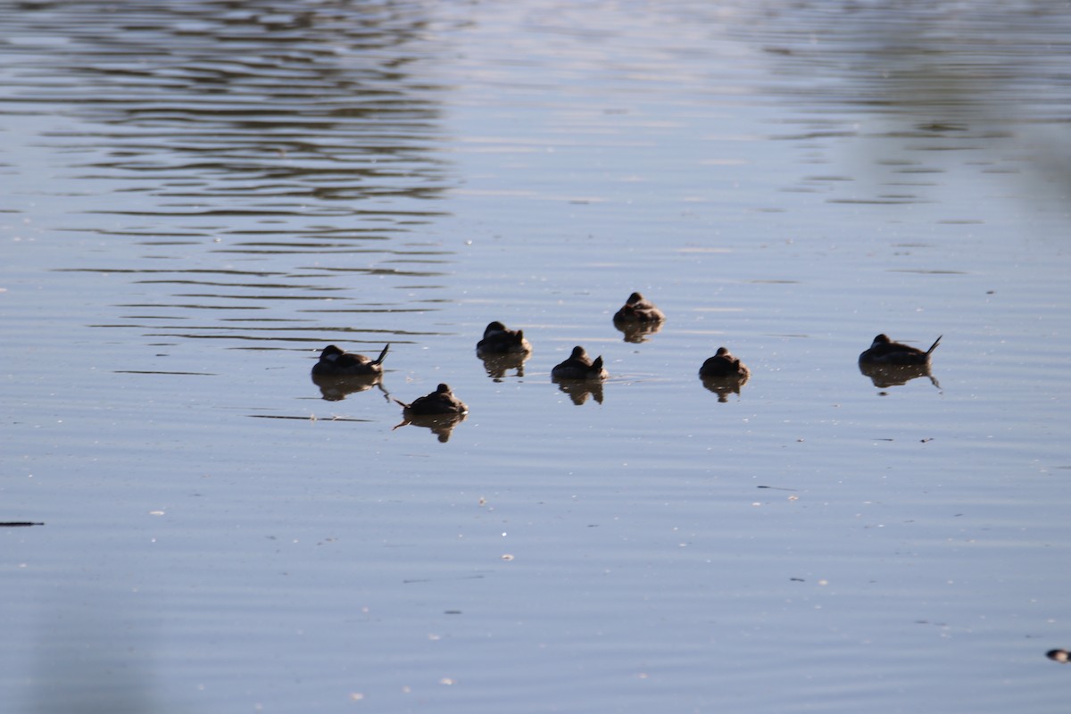Ruddy Duck - ML646434859