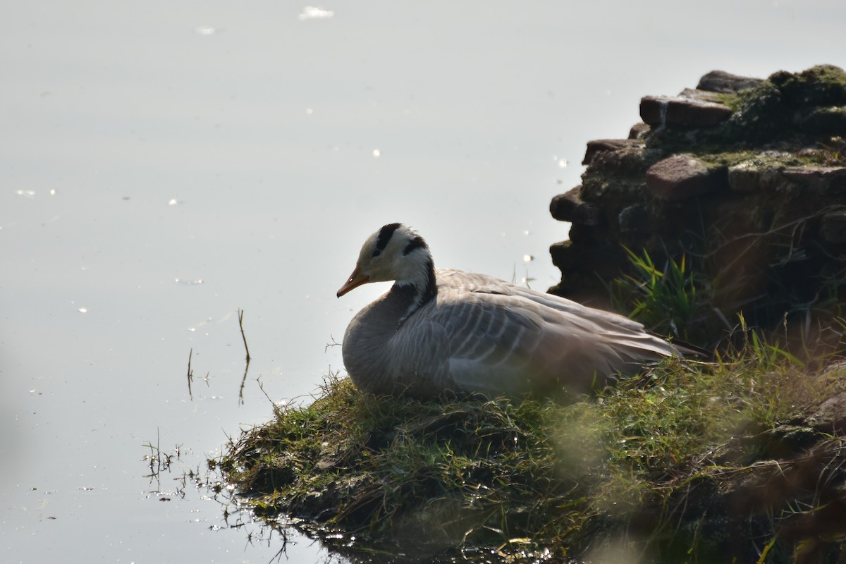 インドガン - ML646434860