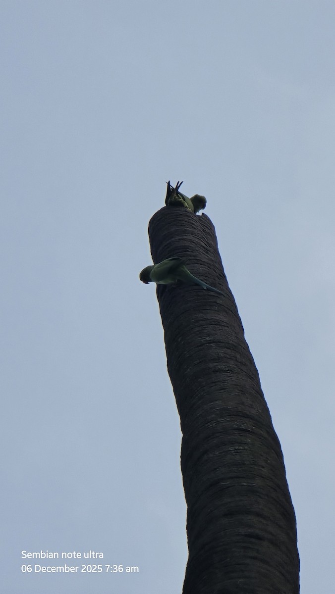 Rose-ringed Parakeet - ML646434861