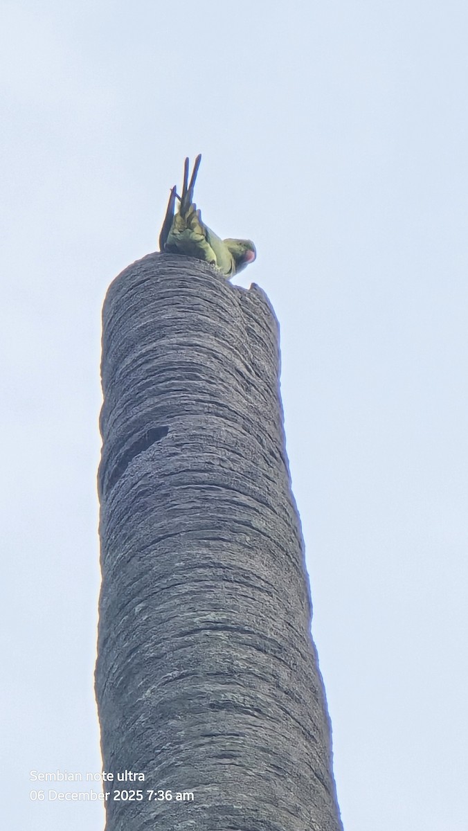 Rose-ringed Parakeet - ML646434862