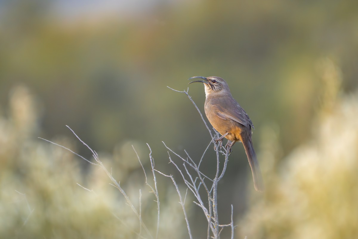 California Thrasher - ML646434863