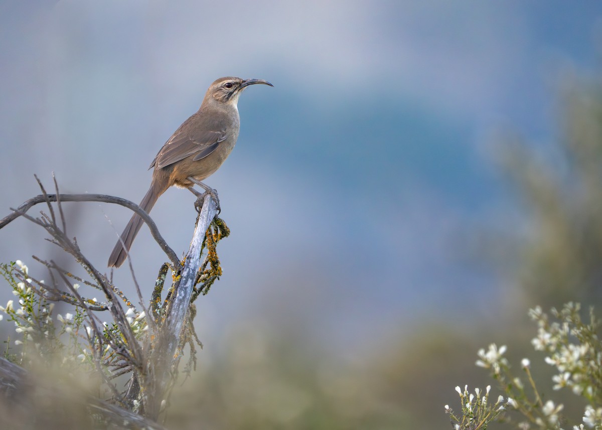 California Thrasher - ML646434864