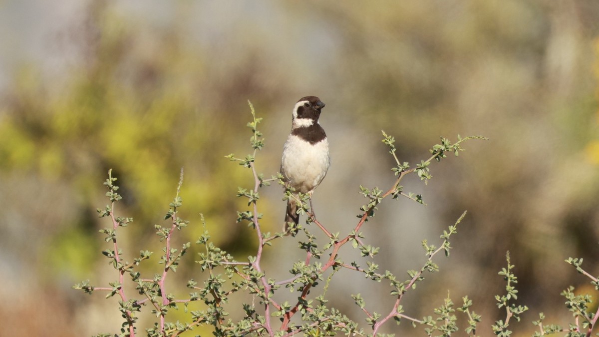 Black-headed Canary - ML646434865