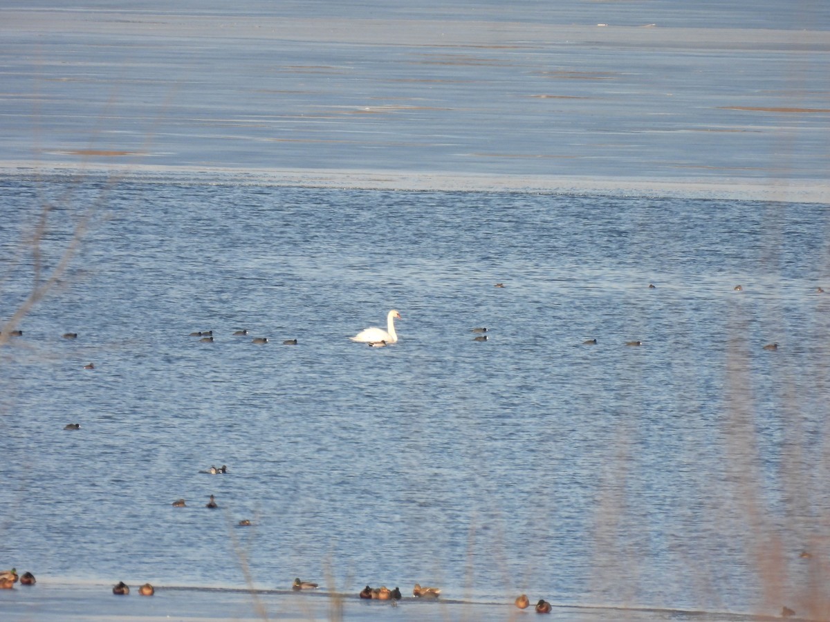Mute Swan - ML646434866