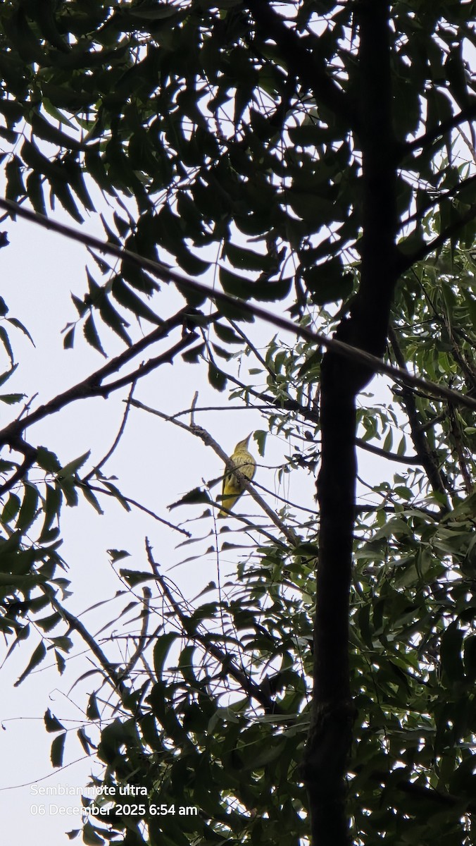 Indian Golden Oriole - ML646434867