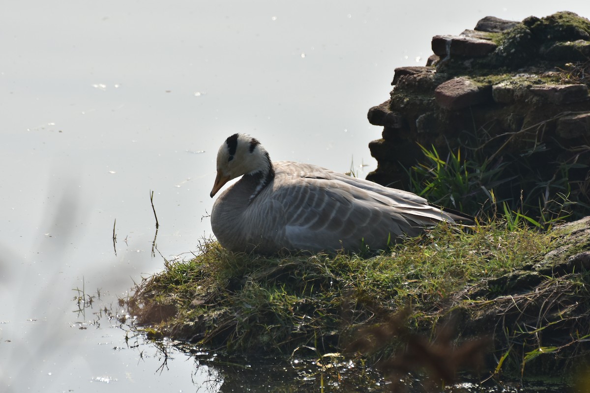 インドガン - ML646434868