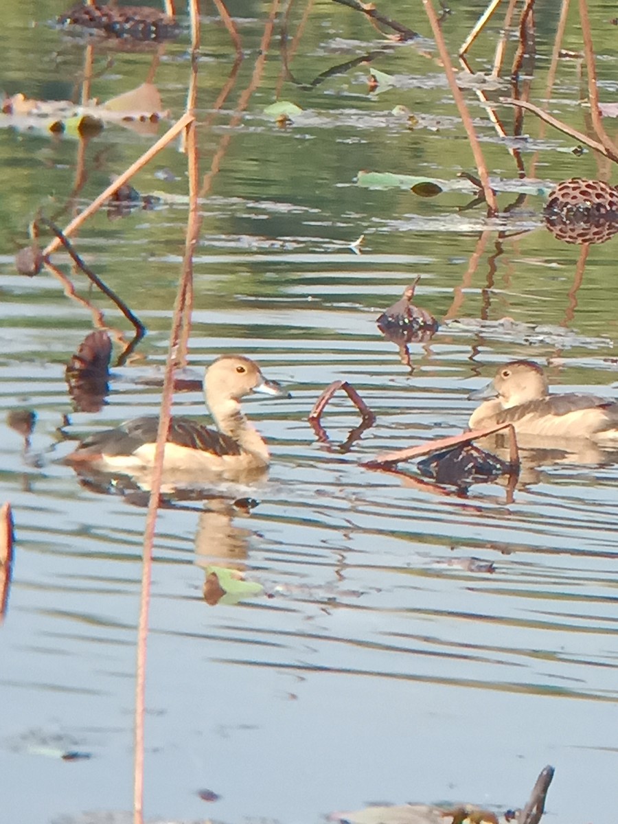 husička malá - ML646434869