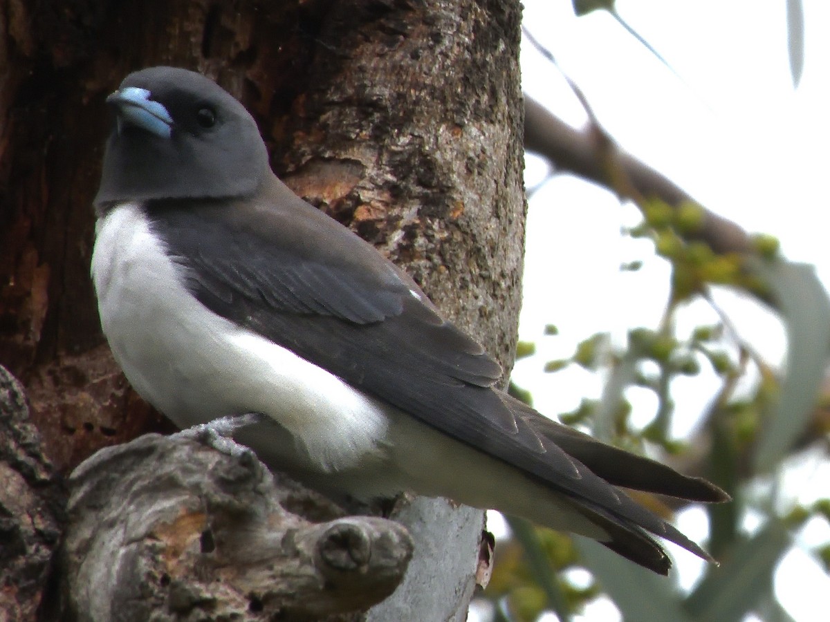 White-breasted Woodswallow - ML646434870
