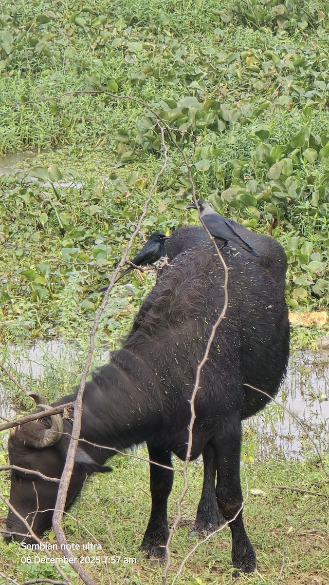 Black Drongo - ML646434872