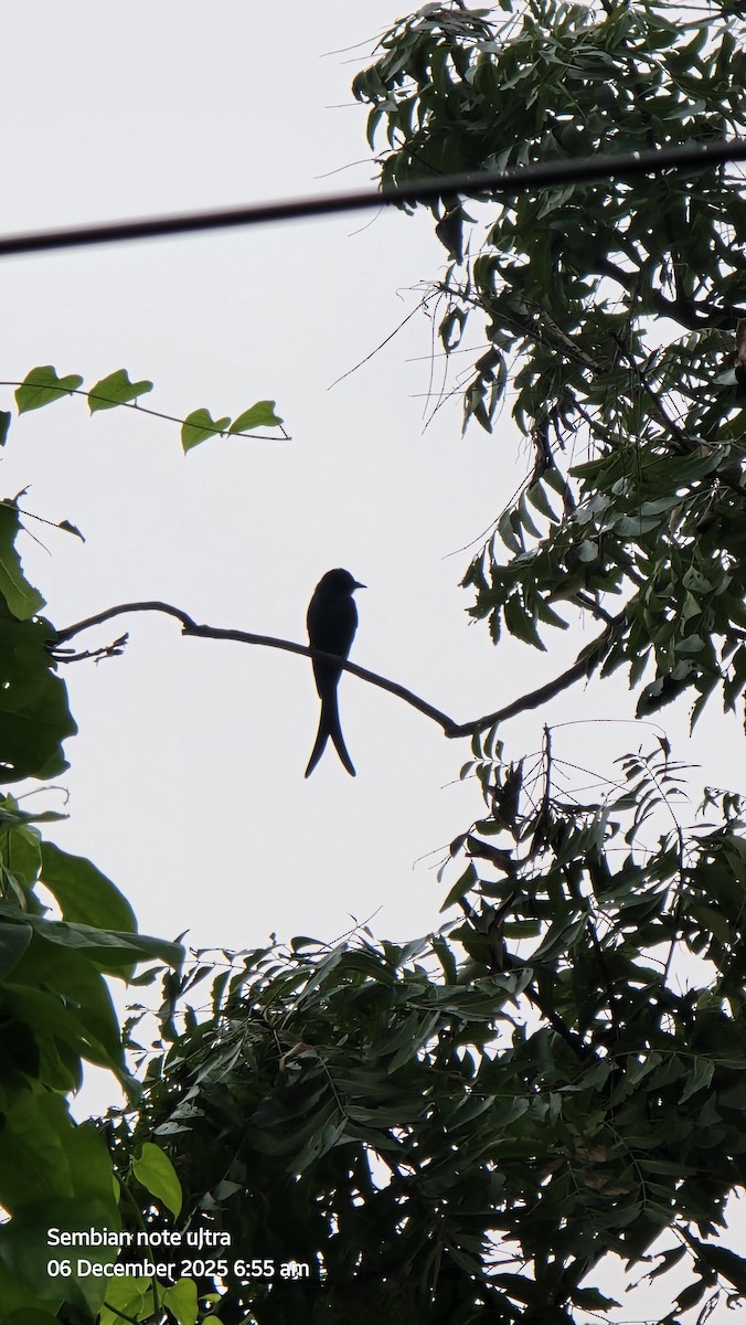 Black Drongo - ML646434873