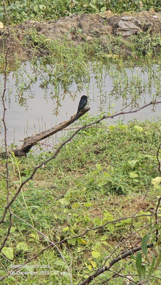 Black Drongo - ML646434874