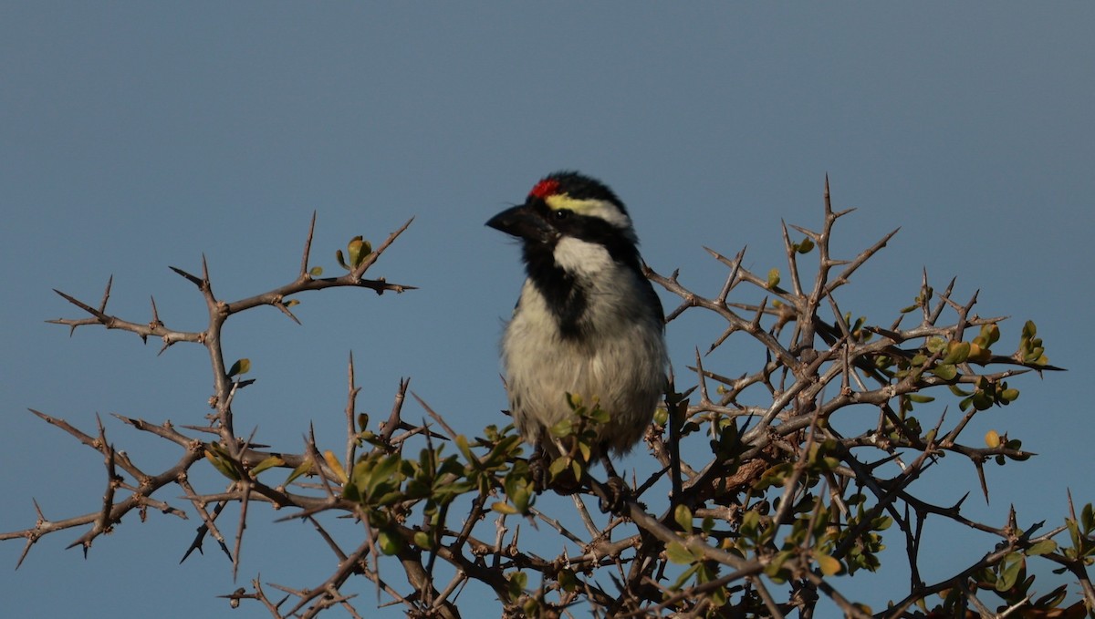 Pied Barbet - ML646434875