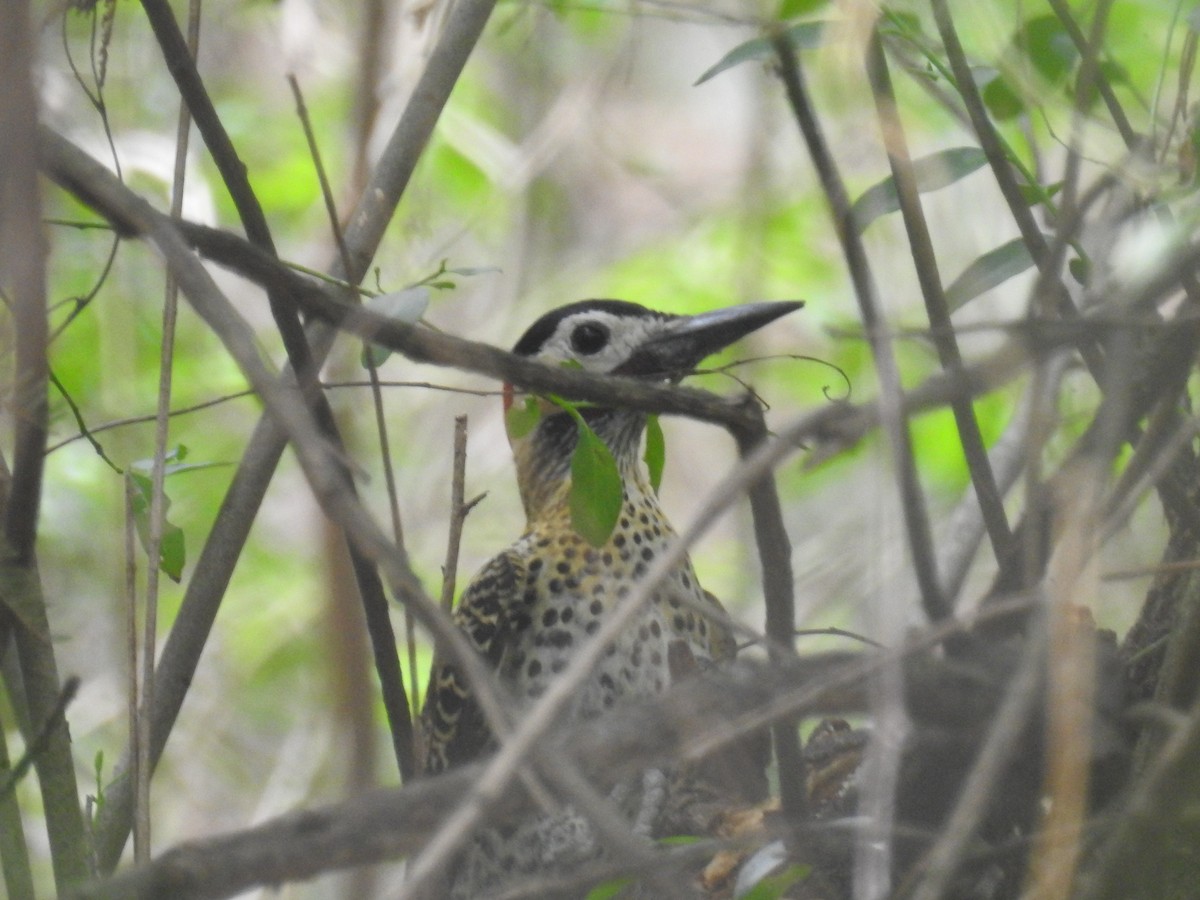 Green-barred Woodpecker - ML646434879